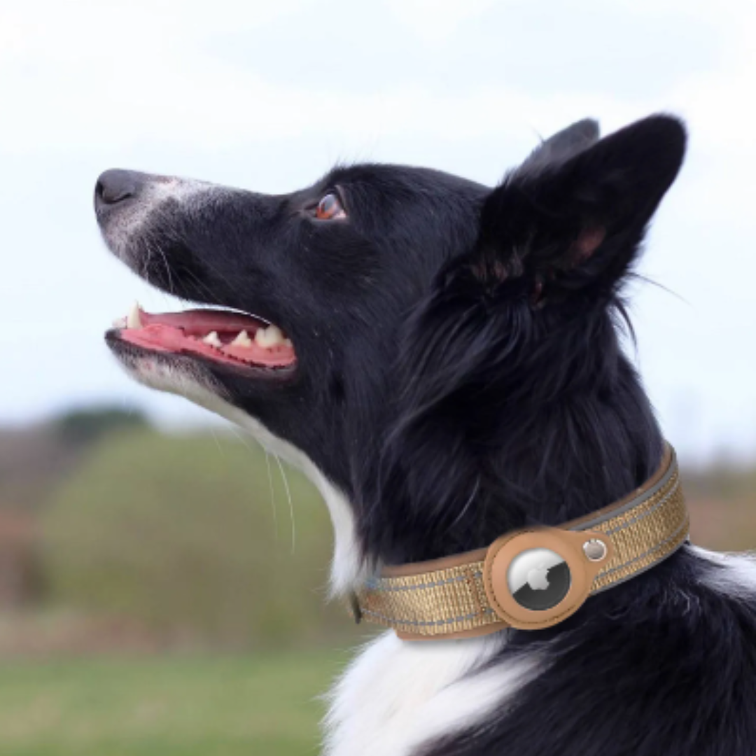 My Trackers Blue Anti-Lost Airtag Pet Dog Collar